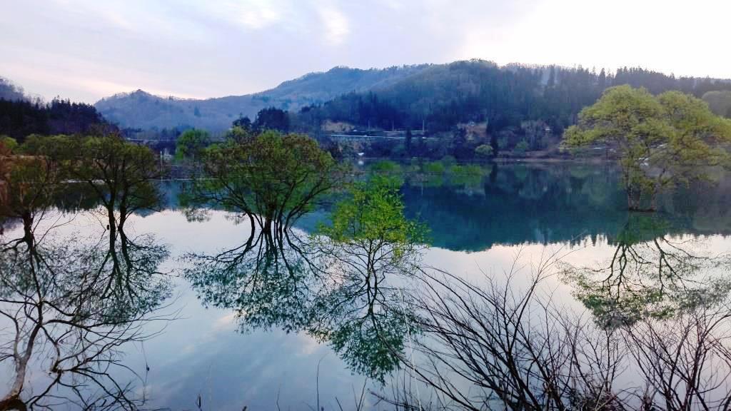 湖岸公園沿いから見る水没林